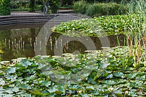 White water lily; Nymphaea, Alba; White on a pond