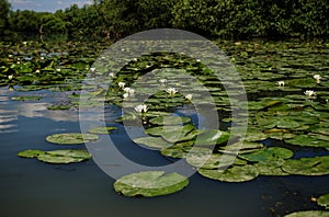 White water lily