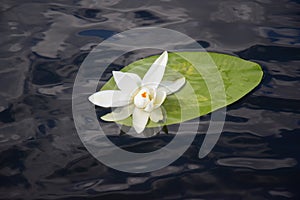 A white water lily NymphaÃ©a Ã¡lba floats calmly on the water.
