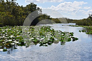 White water lily pads on the surface of the lake, Florida