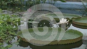 White water lily in a pond.