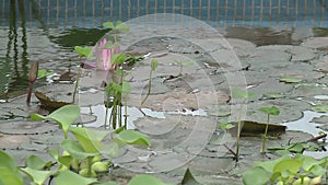 White water lily in a pond.