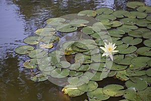 White water lily in pond.