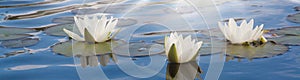 White water lily in pond under sunlight. Blossom time of lotus flower