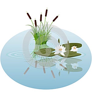 White water lily and reeds in water vector illustration