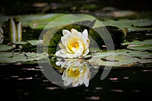 White Water Lily Reflection at Gibbs Gardens