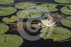 White water lily on a river