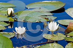 White water lily