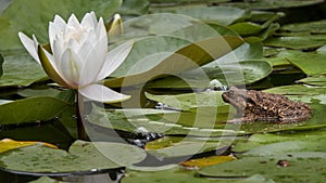 A white water Lily rose above the water. Nearby, a brown toad lies on a large leaf