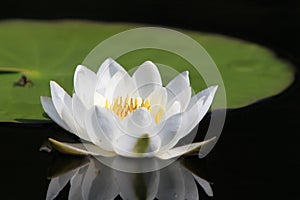 White water lily photo