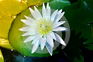 White water lily in sunshine flower background