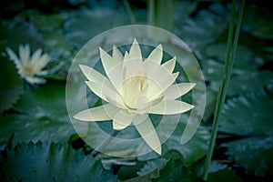 White water lily surrounded by leaves on surface of the pond. Close up of beautiful lotus flower. Flower background. Spa concept