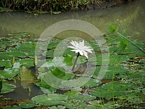 White water lily in the Terra Nostra exotic garden on the island of Sao Miguel in the Azores archipelago