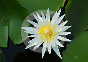 White water lily