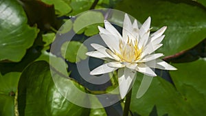 white water lily in water close-up