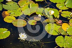 White water lily on the water`s surface