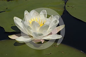 White Water-lily, Witte waterlelie, Nymphaea alba