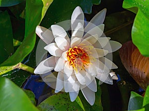 White water lily with a yellow core