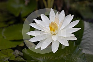 White water lily with yellow pollen on surface of the pond. Close up of beautiful lotus flower. Flower background. Spa concept