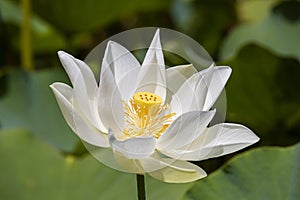 White water lotus in Pamplemousse Botanical Garden. Island Mauritius