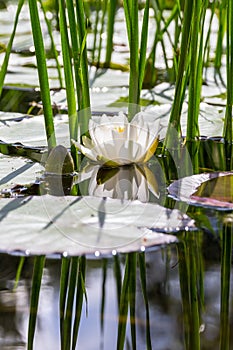 White water pond lily (Nymphaea alba) reflections