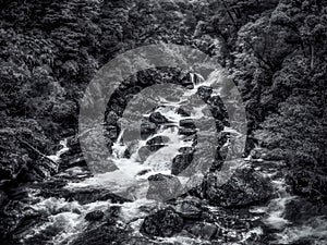 White water stream rushes over boulders in the Fiordland of New Zealand with textural vegetation in black and white