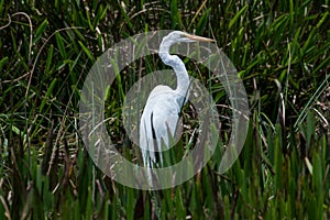 White Waterfowl Standing in Marsh