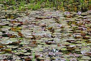 White Waterlilies - Nymphaea alba in pond in the Secret Gardens, How Hill, Ludham, Norfolk, England, UK.