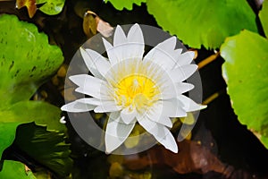 White waterlilly