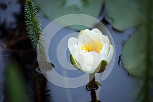 white waterlilly flower in a japonese garden