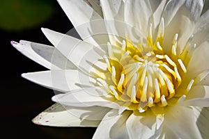 White waterlily