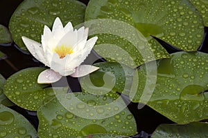 White waterlily