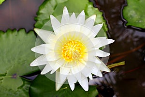 White waterlily