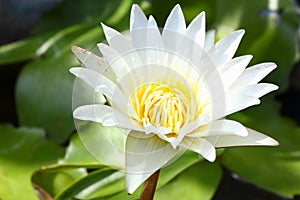 White waterlily