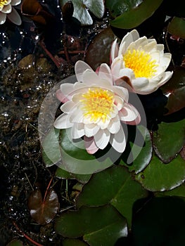 White waterlily