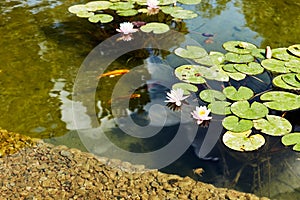 white waterlily aquatic flower growing in a city pond