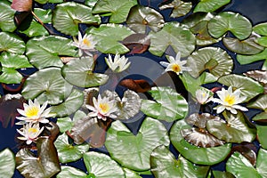 The white Waterlily flowers