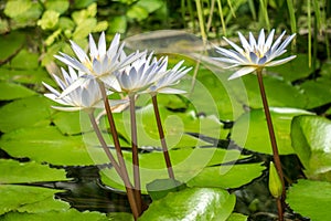 White waterlily flowers on lake.