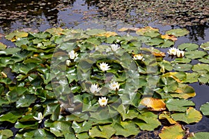 White waterlily flowers or Nymphaea alba in the decorative pond