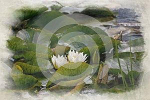 White waterlily and green lily pads digital watercolor painting