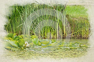 White waterlily and green lily pads digital watercolor painting