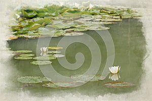 White waterlily and green lily pads digital watercolor painting