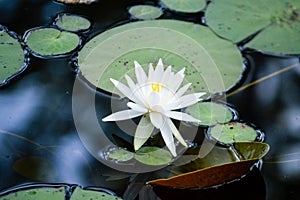 White waterlily on a lake