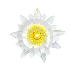 White waterlily or lotus flower