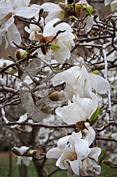 White Waterlily Magnolia Blooms on an overcast and rainy day