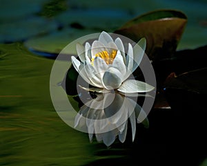 White waterlily Nymphaea albaamong leaf