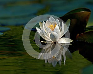 White waterlily Nymphaea albaamong leaf