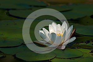 White waterlily Nymphaea albaamong leaf