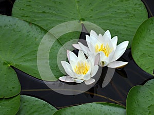 White waterlily Nymphaea albaamong leaf