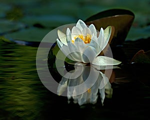 White waterlily Nymphaea albaamong leaf